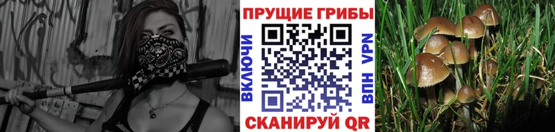 Псилоцибиновые грибы GOLDEN TEACHER  Алзамай 